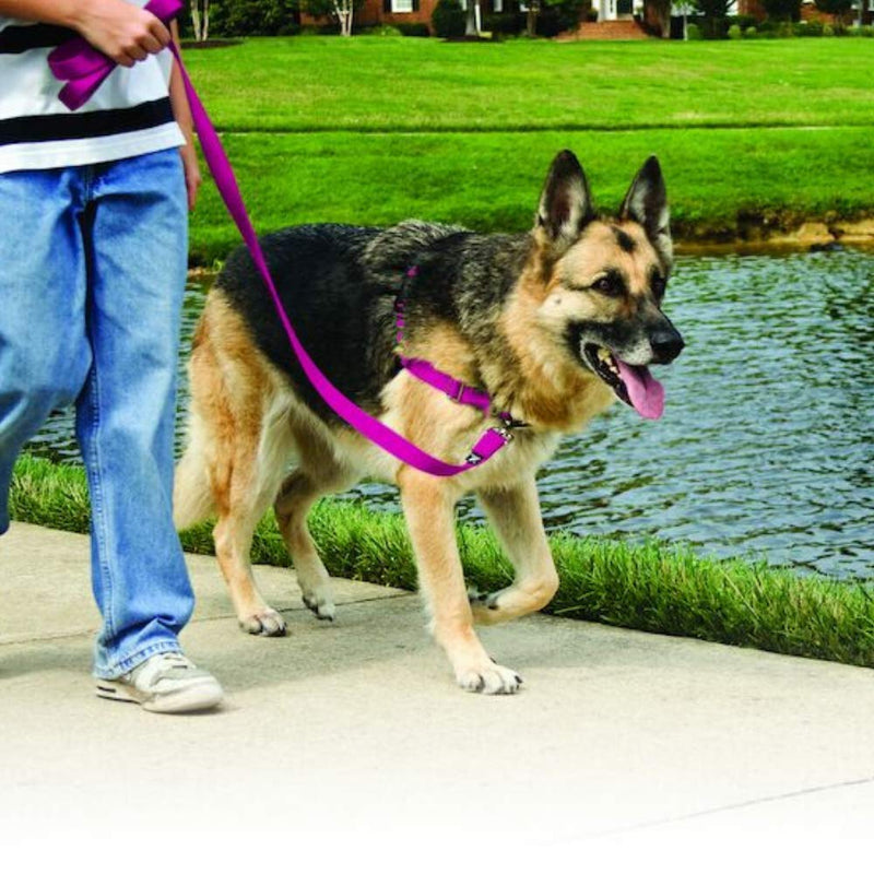 Pet Safe Easy Walk Dog Harness, Medium, Red - PawsPlanet Australia