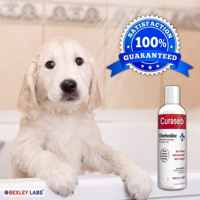 [Australia] - BEXLEY LABS Curaseb Antifungal & Antibacterial Chlorhexidine Shampoo for Dog & Cats - Treats Yeast Infections, Ringworm, Pyoderma & Skin Allergies – Broad Spectrum Veterinary Formula 16 Ounce 