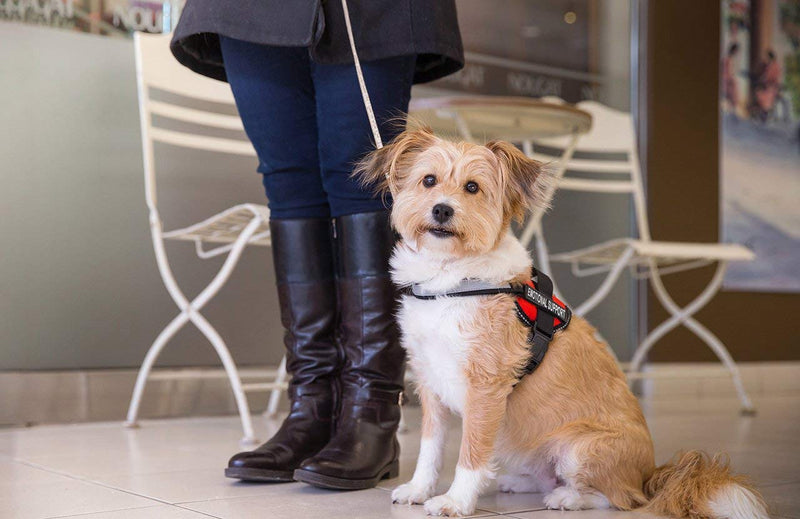 [Australia] - Emotional Support Dog Vest Harness With Reflective Straps, Interchangeable Patches, & Top Mount Handle - ESA Dog Vest in 8 Adjustable Sizes - Heavy Duty Emotional Support Dog Harness for Working Dogs Small, Fits Girth 22.5-26" Bright Red 