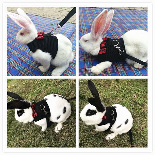 Bunny Kitten Harness No Pull Cat Leash Stylish Vest Harness for Small Animal Adjustable Soft Breathable Walking Harness Set (BLACK, L) BLACK - PawsPlanet Australia