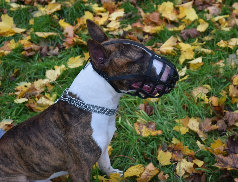 L&J Pets Uk Light Genuine leather Dog Muzzle for English Bull Terrier and other similar snout (Black Leather, BT0) (BT0-2) Black Leather - PawsPlanet Australia