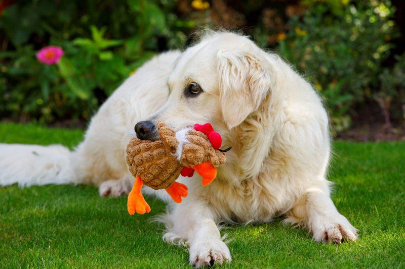 Petface Farmyard Buddies Chunky Chicken Dog Toy - PawsPlanet Australia