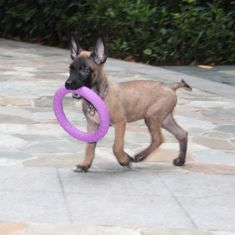 Dog Fitness Ring Dog Bite Ring Dog Training Ring,Pet Dog Outdoor Game Agility Exercise Training Equipment,Tug of War Interactive Training Ring for Small Medium Large Dogs (Purple/Trumpet Ring) Purple Trumpet Ring(Small Dog& Cat) - PawsPlanet Australia