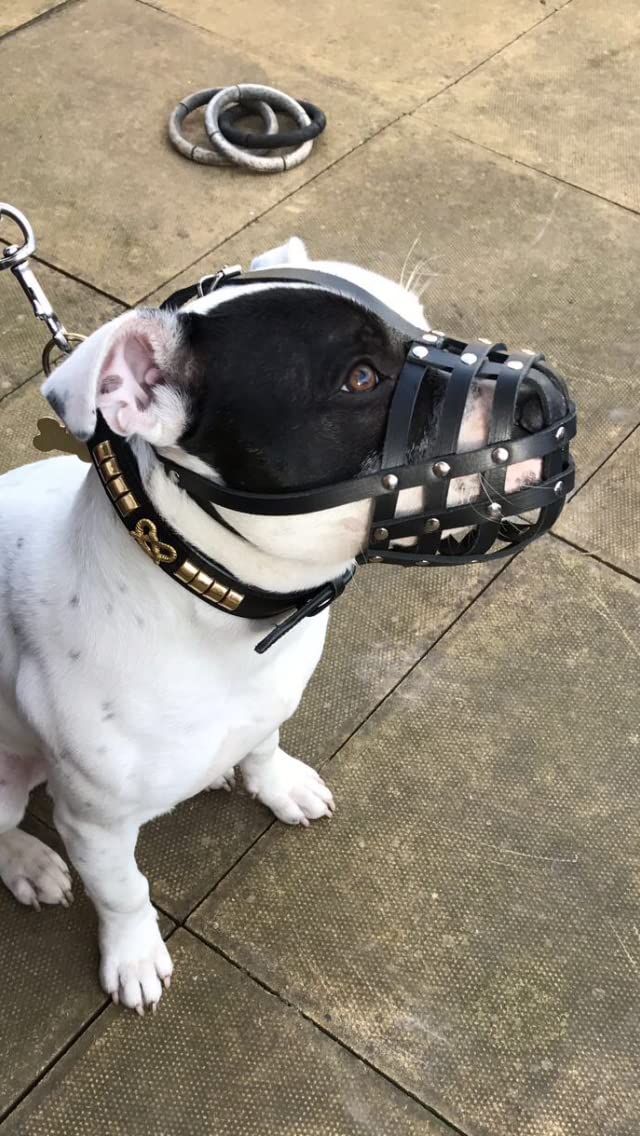 Light Genuine leather Dog Muzzle for Staffordshire Bull Terrier Staffy, Staffie and others (Black Leather, AS0) Black Leather - PawsPlanet Australia