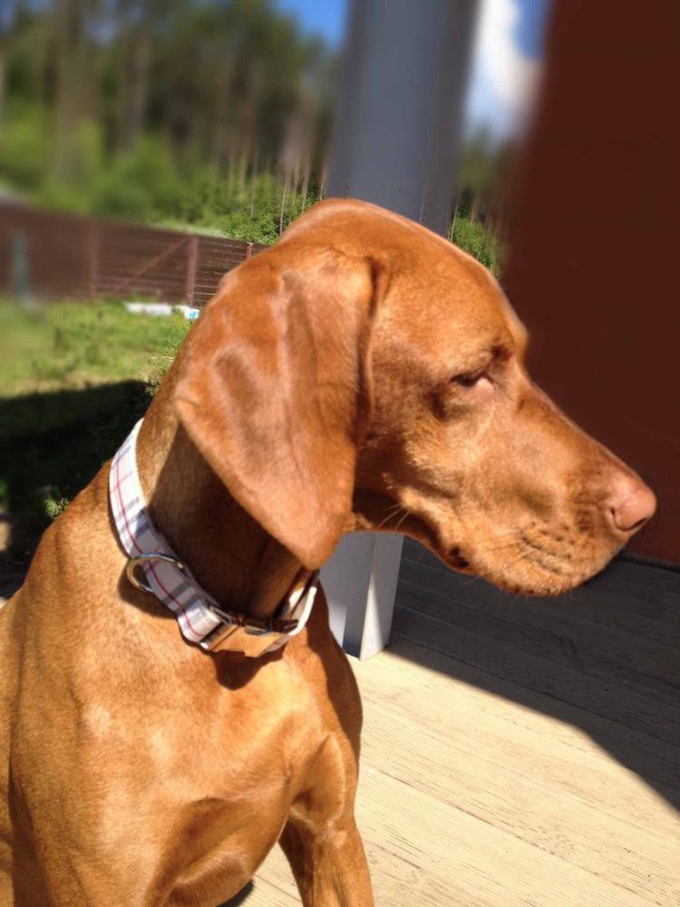 [Australia] - Rantow Adjustable Nylon Pet Dog Collar, Classic Scottish Beige Plaid Pattern Designed, XS/S/M/L/XL for Small/Medium/Large Dog Walking Training M Collar + M Leash 