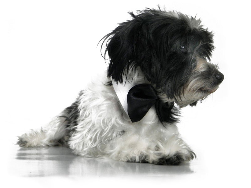 [Australia] - Platinum Pets Formal Pet Bow Tie and Collar, 9 to 10-Inch, White Black 