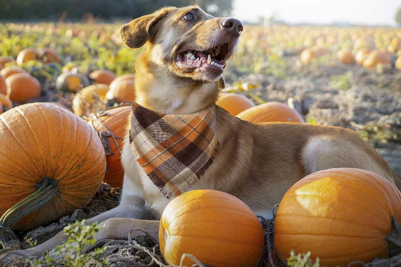 Fall Dog Bandana - Set of 2 Washable Reversible Square Plaid Pet Kerchief Scarf for Halloween Pattern A - PawsPlanet Australia