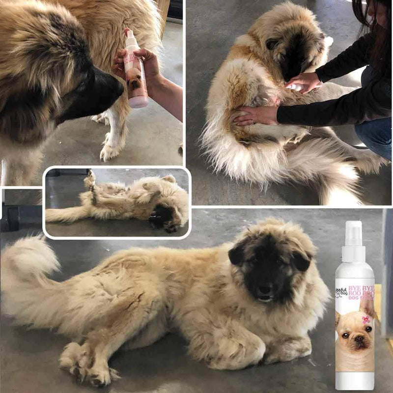 [Australia] - The Blissful Dog Bye Bye Boo Boo Dog Shampoo for Your Dog's Discomforts 8 Ounce 