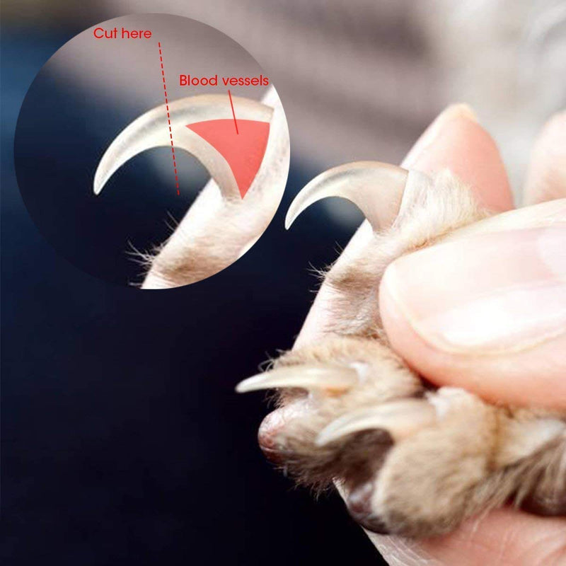 SXYHKJ Claw scissors, professional claw scissors, dog cat claw pliers with protective device, safety lock and nail file, perfect paw scissors for small, medium-sized dogs and cats (red) red - PawsPlanet Australia