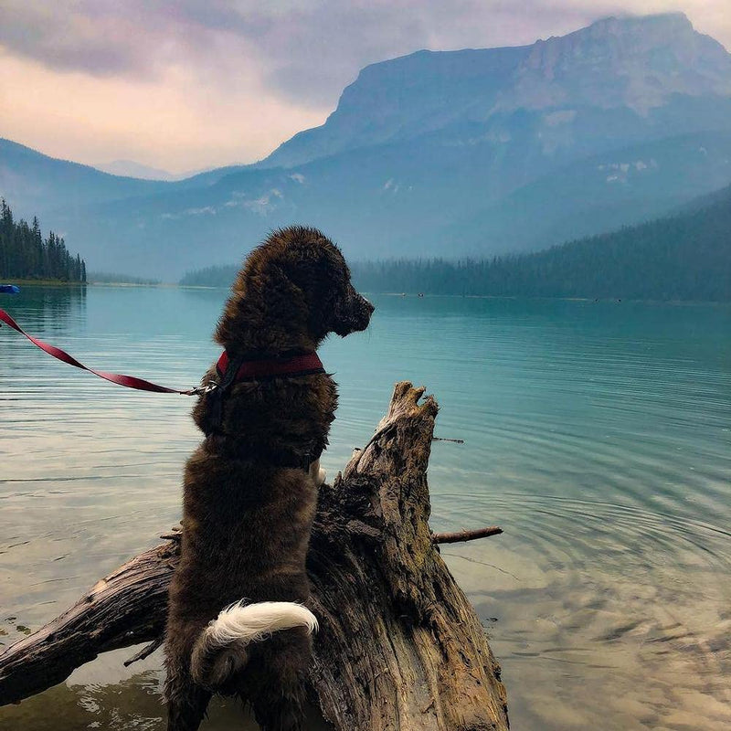 Gooby Comfort X Head in Harness - No Pull Small Dog Harness with Patented Choke-Free X Frame - Perfect on The Go Dog Harness for Medium Dogs No Pull or Small Dogs for Indoor and Outdoor Use Small (5-9 lbs) Black - PawsPlanet Australia