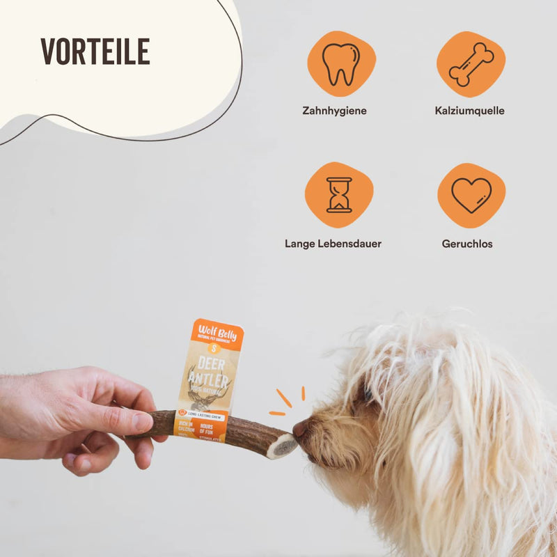 Antler Bone for Dogs - Size L - Calms Stress and Anxiety - 100% Natural Deer Antler Bone - Reduces Tartar and Plaque - Dog Toy - Happy Chew Wolf Belly Deer Antler Dog Teether Size L - PawsPlanet Australia
