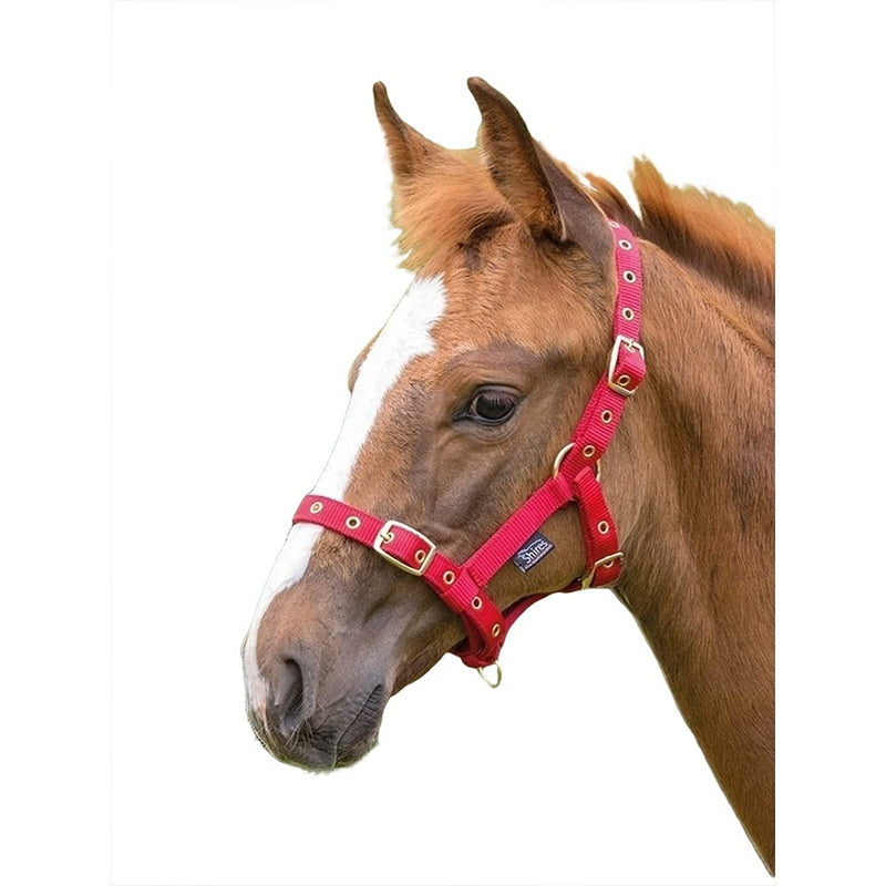 Shires Foal Nylon Headcollar Black - PawsPlanet Australia