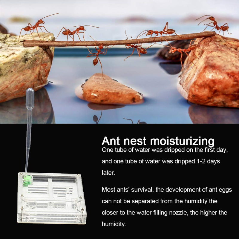 Ant Breeding Box Transparent Nest Formicarium Display Box Ant Living Feeding Breeding House Sicence Toys for Kids - PawsPlanet Australia