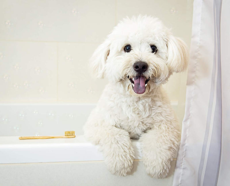 [Australia] - PETIQUE Eco Bamboo Toothbrush for Small Pets, Natural, One Size (TB01000003) 