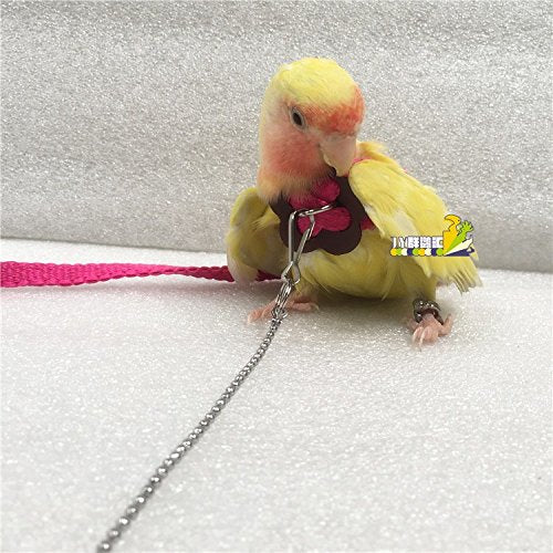 Beauty Parrot Adjustable Bird Harness and Leash Anti-bite for Bird Parrot African Grey Cockatoo Macaw Ringneck Parakeet Cockatiel - PawsPlanet Australia