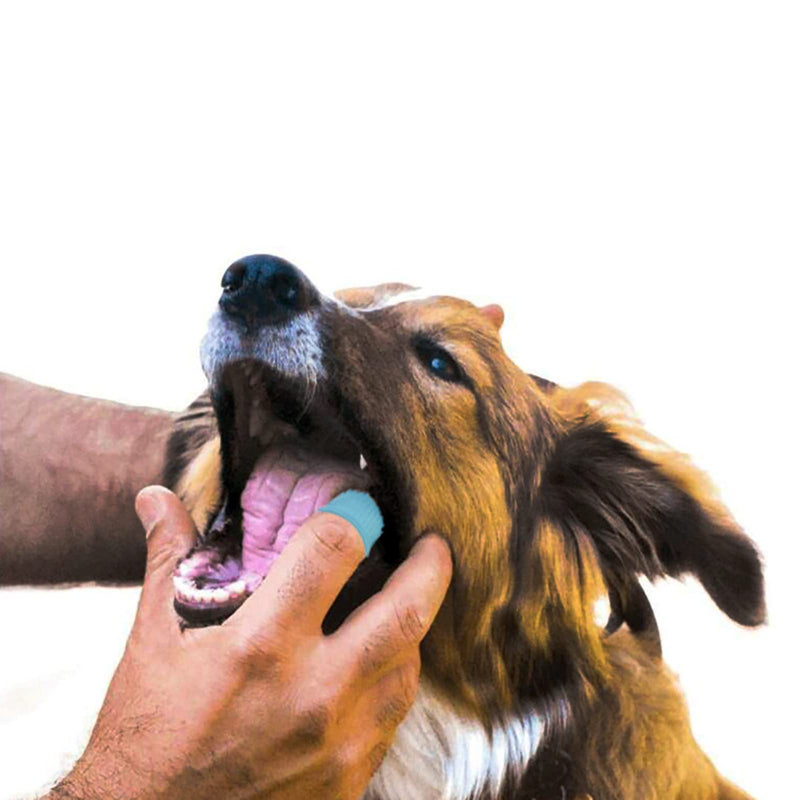 FENGYING Dog Toothbrush, Dog Toothbrush for Small Dogs, Dog Toothbrush, Finger Toothbrush Dog, Dog Toothbrush Fingerling, Dog Teeth Cleaning, Fingerling Dog Dental Care, Silicone, 360°, Pack of 2 (Blue) - PawsPlanet Australia
