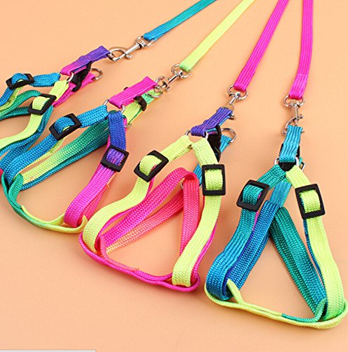 Pet Bird Harness and Leash with Buckle Adorable Rainbow Design Safe Parrot Leash Pet Harness Outdoor Adjustable Anti Bite Training Rope for Macaw Large Size Bird (M: 1cm × 47.24in) M: 1cm × 47.24in - PawsPlanet Australia