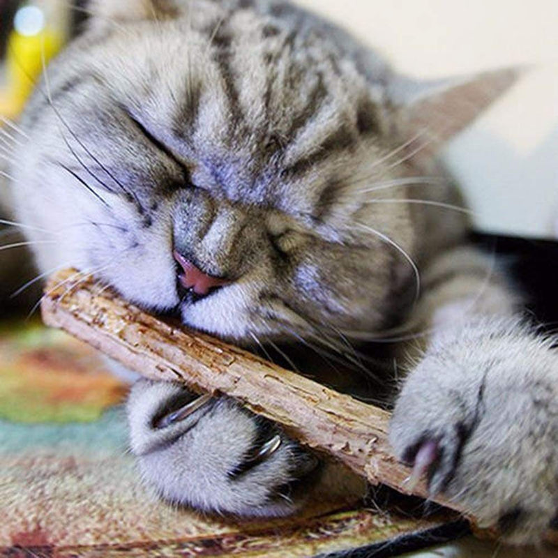 AILOVA 5Pcs Cat Catnip Sticks,Cat Molar Stick Cat Cleaning Teeth Chew Toys for Teeth Cleaning - PawsPlanet Australia