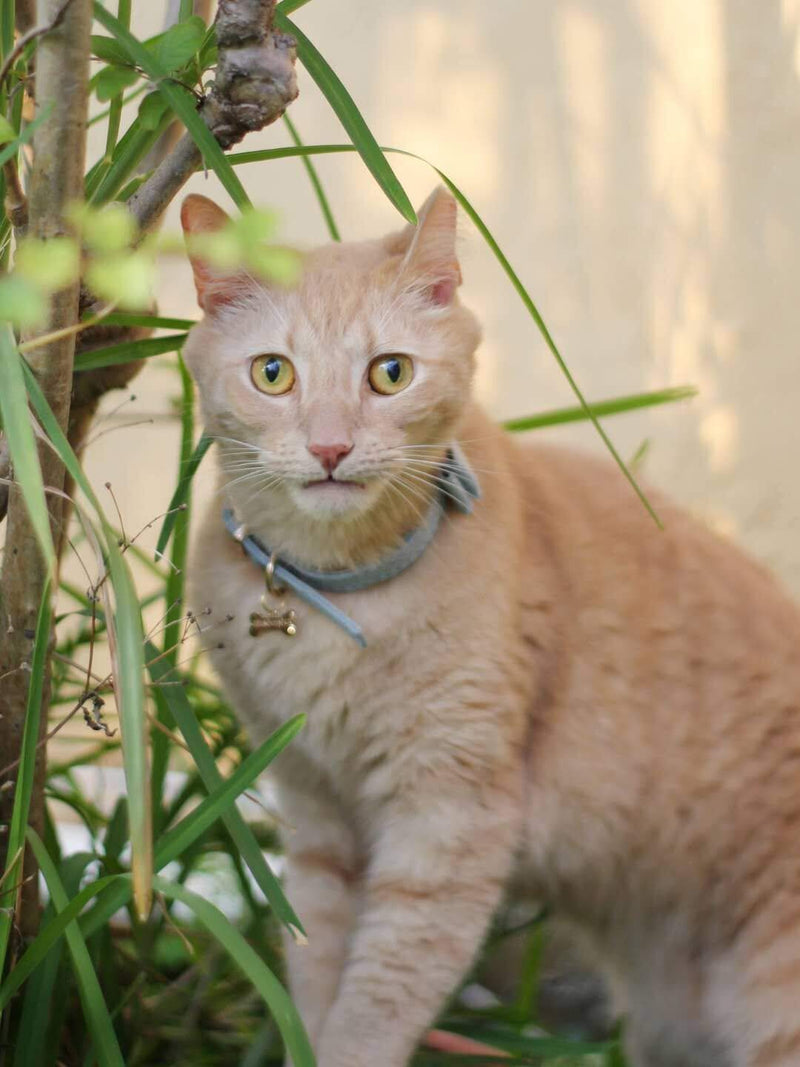 [Australia] - StrawberryEC Collar for Small Dogs and Cats Cute Bowtie Dog Collar for Girls and Boys Classic Bow 