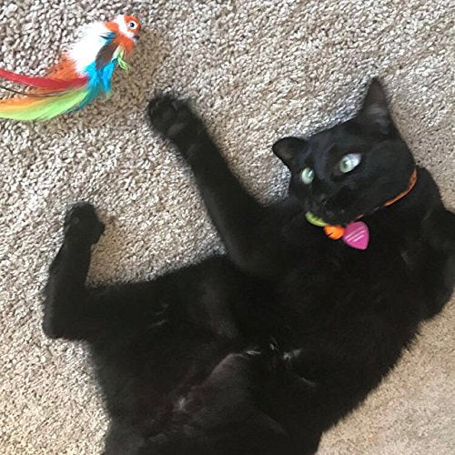 Percy Parrot bird cat toy feather teaser, feather,interactive kitty,unique,Cat Toy,Kitty,Gift for Cat Lover,Gift for Cat,Best Cat Toy - PawsPlanet Australia