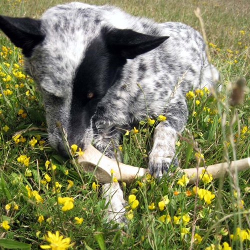 [Australia] - Antler Dog Chew from Pet Expertise M: 5"-7" Long, 2.5-4 oz 