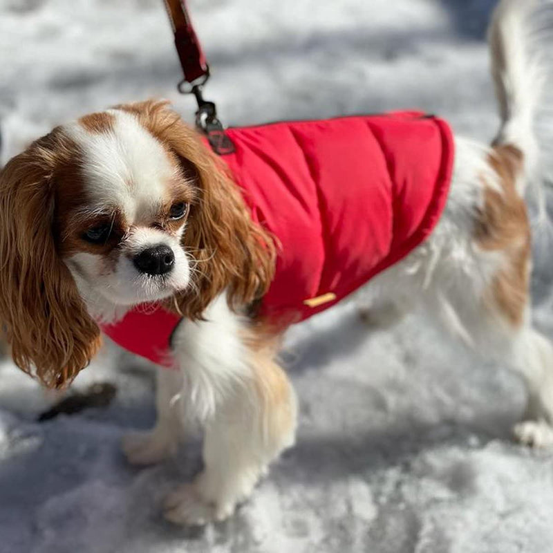 Gooby Padded Vest Dog Jacket - Solid Red, X-Large - Warm Zip Up Dog Vest Fleece Jacket with Dual D Ring Leash - Water Resistant Small Dog Sweater - Dog Clothes for Small Dogs Boy and Medium Dogs Red Solid X-Large chest (56 cm) - PawsPlanet Australia
