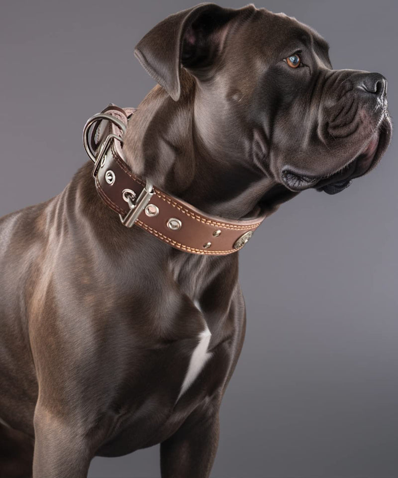 Dog collar leather, 5 cm wide robust genuine leather collar, handmade, soft and luxurious, eye-catching best choice for large and medium dog breeds 57-67.5 cm - PawsPlanet Australia