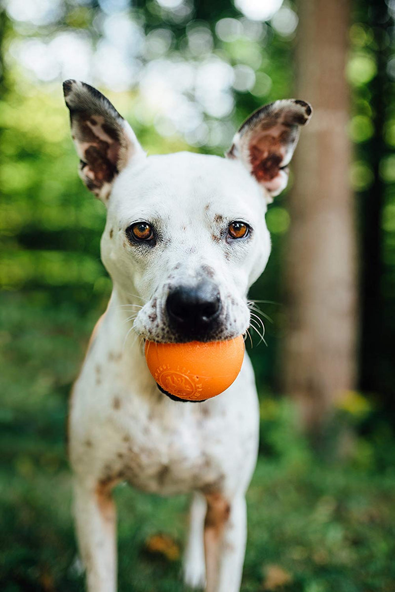 Planet Dog Orbee-Tuff Squeak Ball Orange Dog Fetch Toy Medium - PawsPlanet Australia