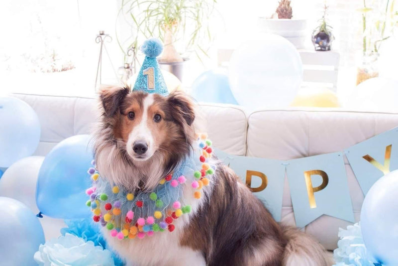 PET SHOW Small Dog Birthday Hat for Pets 1-Year-Old Birthday Party Cat Kitten Headband Hats Charms Grooming Accessories Pack of 1 Blue - PawsPlanet Australia