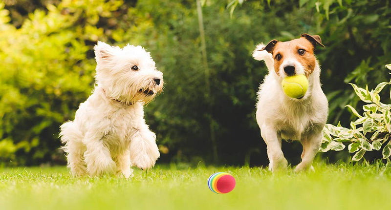 Pet Dog Toy Squeaky Balls,Chewing Durable Teething Latex Rubber Soft Fetch Play Toys with Rainbow Ball and Cute Funny Balls - PawsPlanet Australia