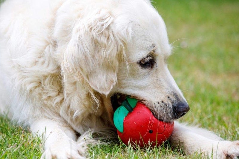 Petface Latex Tomato Soft Chew Dog Toy, Large - PawsPlanet Australia