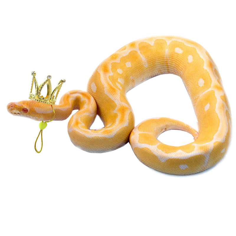2 Pack Snake Crown with Adjustable Elastic Chin Strap for Ball Python Tiny Pet Crown - PawsPlanet Australia