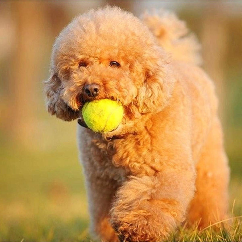 KongJies Tennis Balls, 3 Pcs Training Sport Play Cricket Dog Toy Throwing Machines & Playing with Pets - PawsPlanet Australia