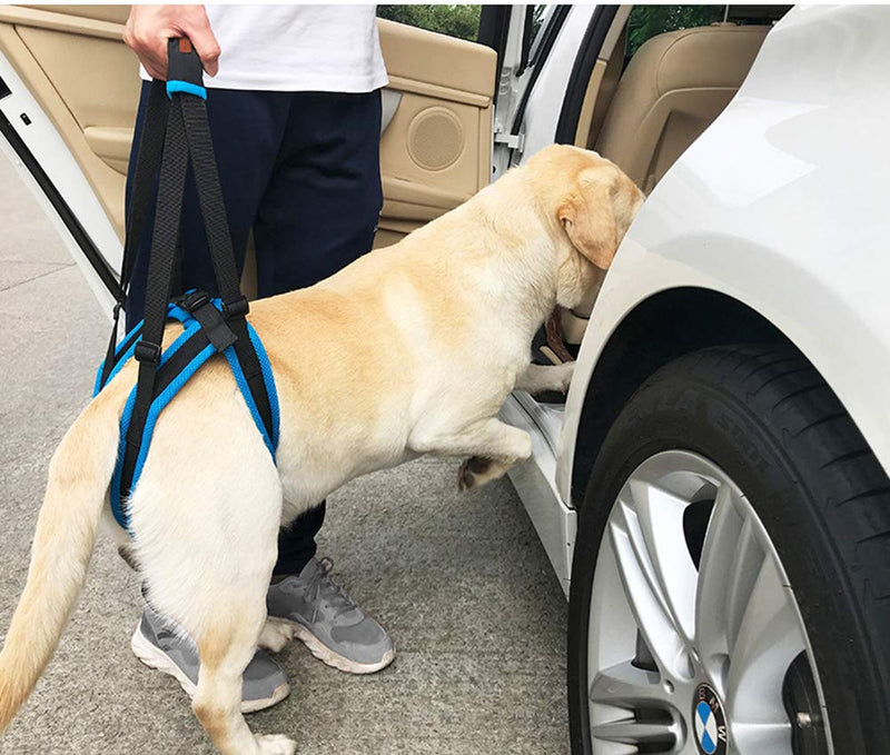 [Australia] - Kismaple Dog Walking Lifting Carry Rear Legs, Adjustable Support Harness Walking Aid Lifting Pulling for Hind Leg Disability Injured Young Old Dogs M 