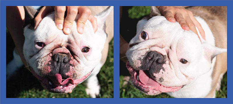 Squishface Wrinkle Paste - 2 Pack - Bulldog, French Bulldog, Pug, English Bulldog  Cleans Wrinkles, Tear Stain, Tail Pockets, and Paws  Anti-Itch Tear Stain Remover & Bulldog Wrinkle Cream, 2 Oz. 2-Pack - PawsPlanet Australia