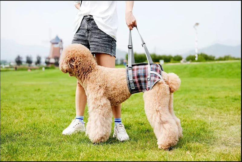 XTrador entry and carrying aid for dogs especially for hip problems for injured, older or musculoskeletal dogs (L) L - PawsPlanet Australia