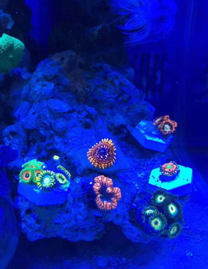 Aquarium Choice Big Size Ceramic Coralline Coral Frag Plugs Coral frag Plate Base 10 Pieces 1.96 Inch Hexagon Size Coral Tiles - PawsPlanet Australia