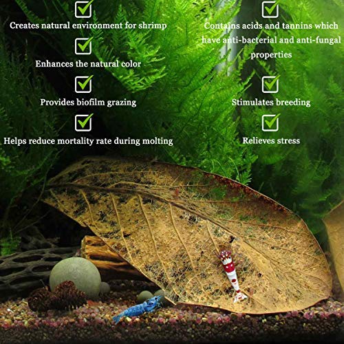 SunGrow Giant Shrimp Leaves, 7-9 Inches, Provide Shelter and Food, Additional Source of Nutrition, Perfect for Breeding and Hiding, Sun-Baked Catappa Leaves, 10 Pack - PawsPlanet Australia