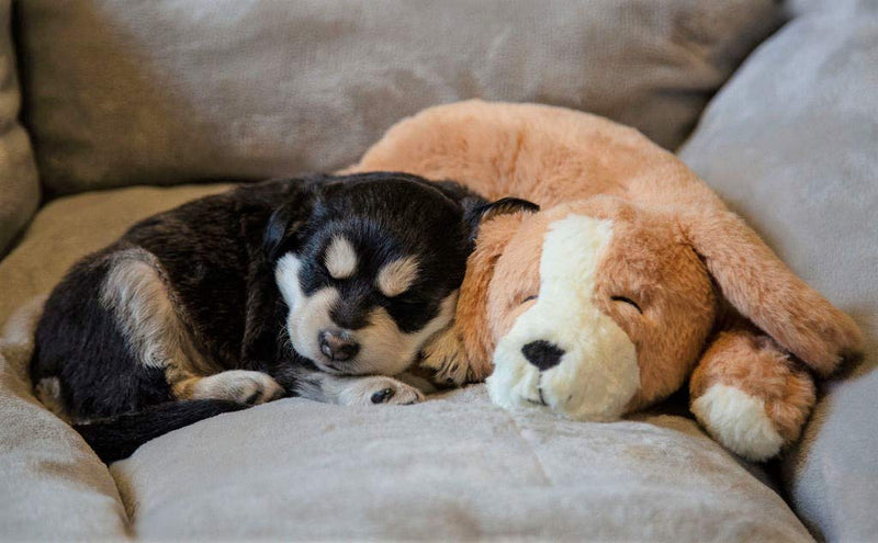 Calmeroos Plush Heartbeat Toys - Calming Separation Anxiety Relief Toys for Puppies and Kittens - Heartbeat Simulator in a Soft Comforting Pillow Pet Plush for Dogs and Cats Brown - PawsPlanet Australia