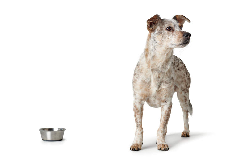 HUNTER Stainless Steel Feeding Bowl for Dogs and Cats Non-Slip Easy-Care 550 ml (Pack of 1) - PawsPlanet Australia