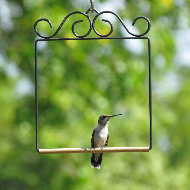 [Australia] - Pop'S Hummingbird Swing 