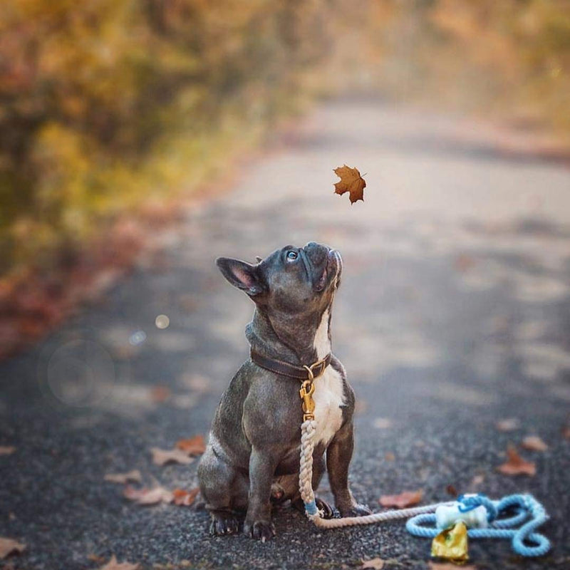 [Australia] - Pogi’s Poop Bags - Large, Leak-Proof, Earth-Friendly Poop Bags for Dogs 30 Rolls (450 Bags) Scented 