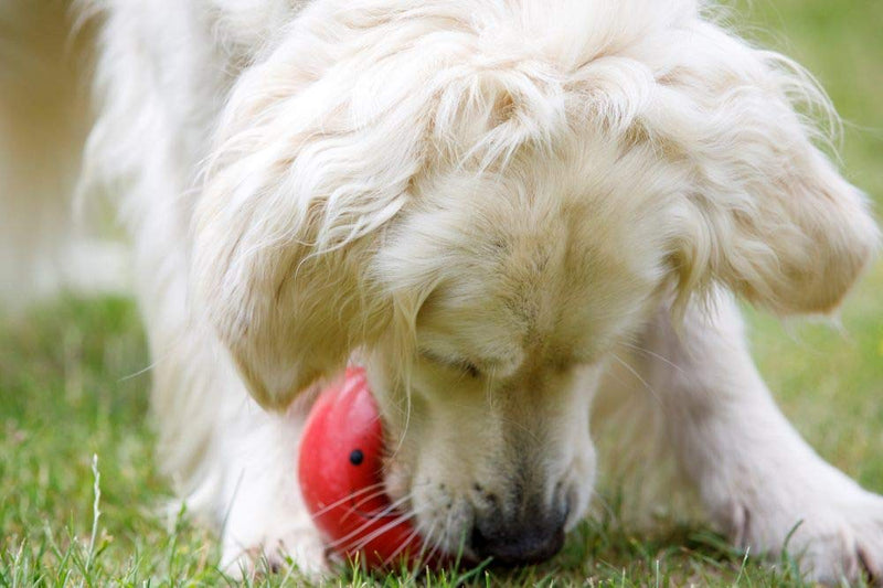 Petface Latex Tomato Soft Chew Dog Toy, Large - PawsPlanet Australia