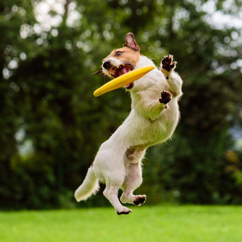 N/F Mokinga Rubber Frisbee, 2PCS Silicone Intellectual Training Toys for Small and Medium-sized Dogs, Pet Bite-resistant Frisbee for Land and Water (Diameter: 18cm) - PawsPlanet Australia