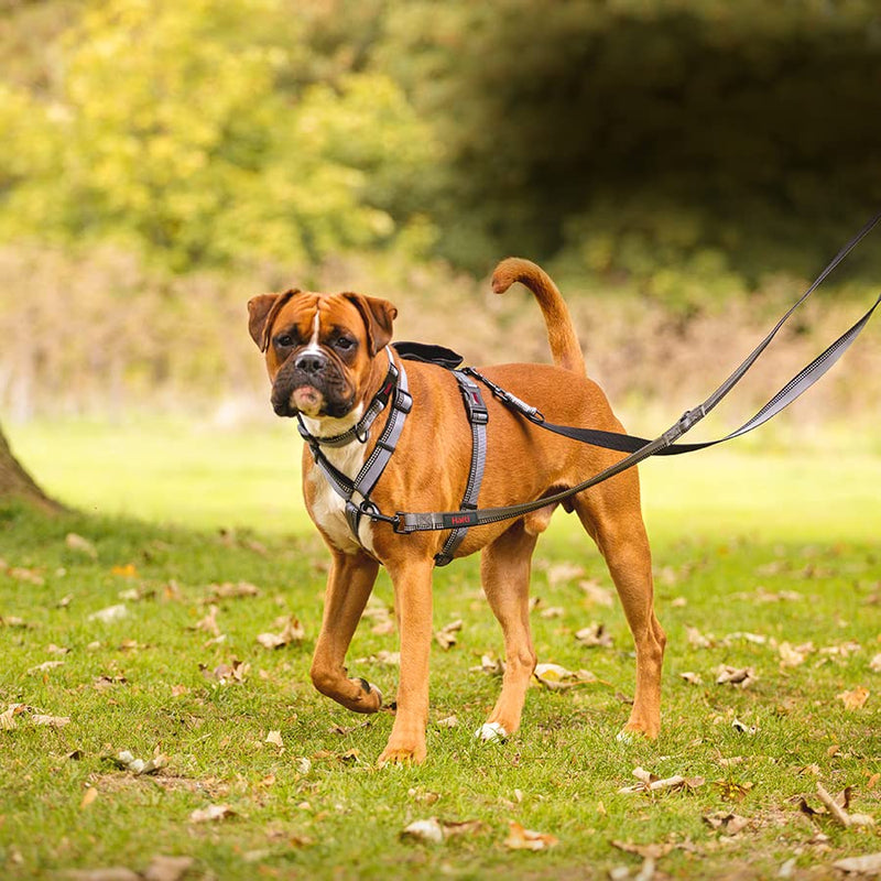 HALTI Walking Dog Harness - With soft neoprene lined handle, 5 adjustable straps and 3M reflective fabric. Suitable for small dogs and puppies (size XS, black) - PawsPlanet Australia