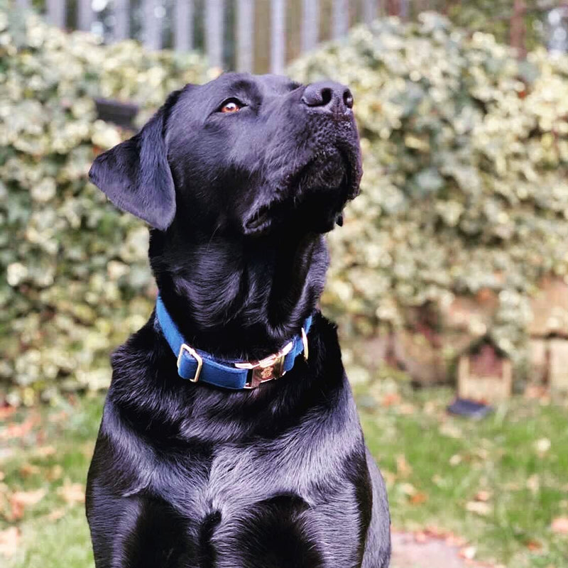 Animal Outfitters UK Velvet Collection Vegan | Blue and Gold Dog | Puppy Collar | Adjustable for Small or Large Dogs (Medium) Medium - PawsPlanet Australia