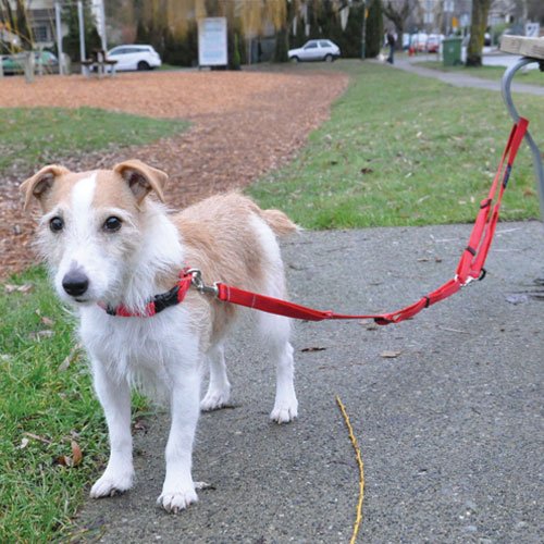 [Australia] - RC Pet Products Canine Equipment Technika Beyond Control Dog Leash 1-Inch Width Blue 