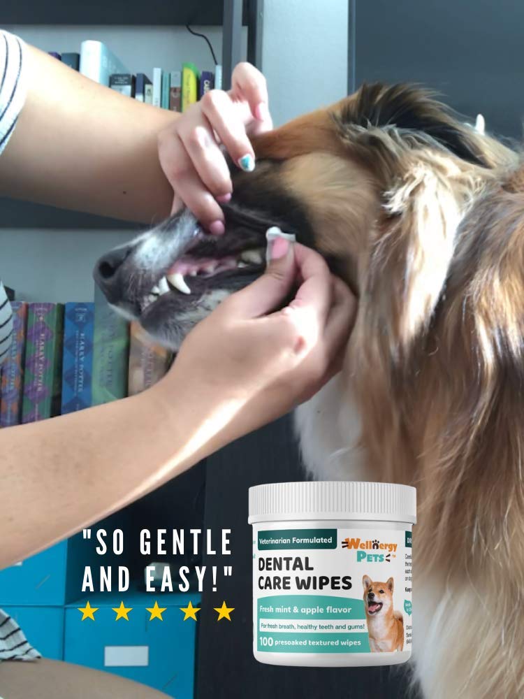 Wellnergy Pets Dental Wipes for Dogs and Cats - No Brush Formula; Improve Oral Hygiene and Health; Freshen Breath; Fresh Mint Flavor. 100 Wipes. - PawsPlanet Australia