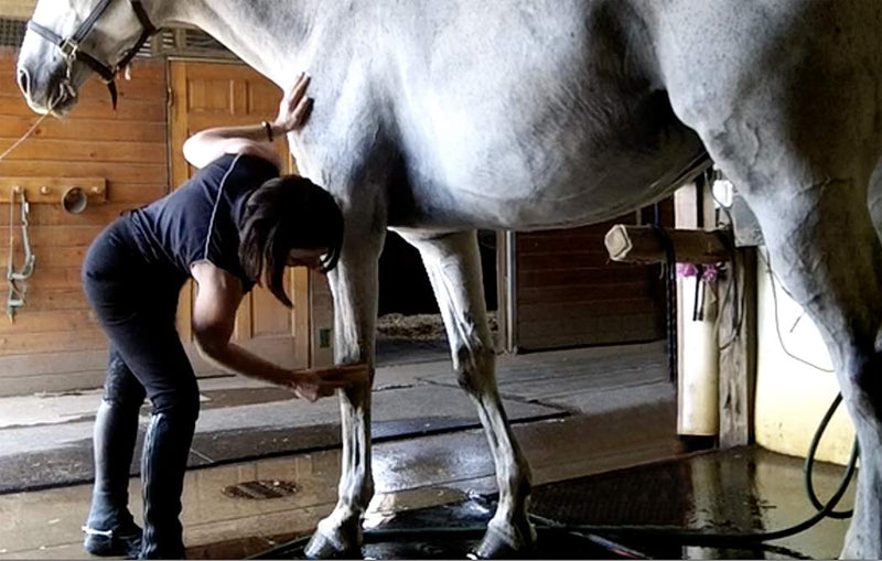 [Australia] - WaterWisk Equine Sweat Scraper for Horses and Ponies. Squeegee for Bathing and Coat Cleaning 