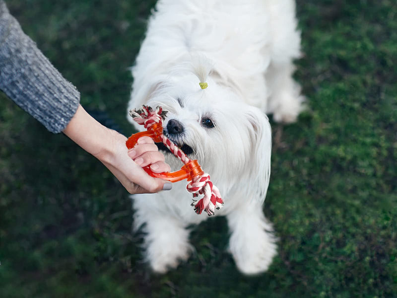 Vehomy 3Pcs Dog Valentine's Day Toys Dog Rope Toys for Dog Teeth Cleaning I Shape Heart Shape U Shape I Love You Valentine's Day Cotton Rope Puppy Chewing Toys for Small Medium Pet Dogs - PawsPlanet Australia